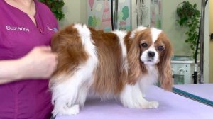 GROOMING tips for a CAVALIER KING CHARLES spaniel. How to groom dogs step by step control shedding.