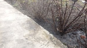 Чем обработать смородину весной