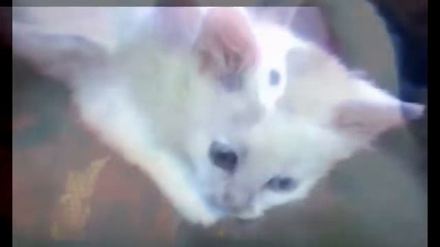 У нашей кошки - разноглазый котенок ван кедиси  слайд-шоу