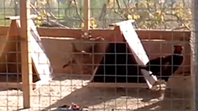 Фазан токует. Как кричит фазан. смотреть онлайн