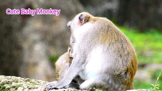 Successfully wean milk ! brat Janna cry less sound when mom Jane react not allow her suck milk смотреть онлайн