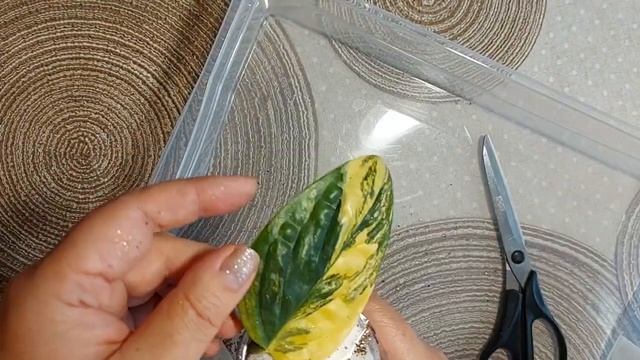 Распаковка. Цветок на букву М. Mонстера. Или Филодендрон? смотреть онлайн