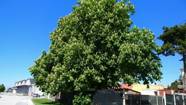 Расцвел конский каштан. Радость для пчел. смотреть онлайн