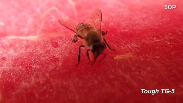 Olympus Tough TG-5 смотреть онлайн