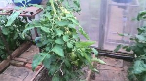 Сбор огурца Форсаж F1 | Моя первая дегустация томата Герцогиня вкуса F1