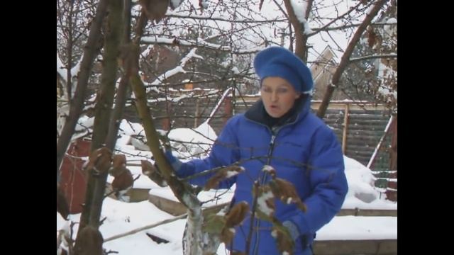 Зимний секрет черешни