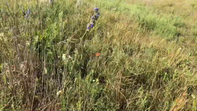 A Beautiful Walk Among the Monarch Butterflies. смотреть онлайн