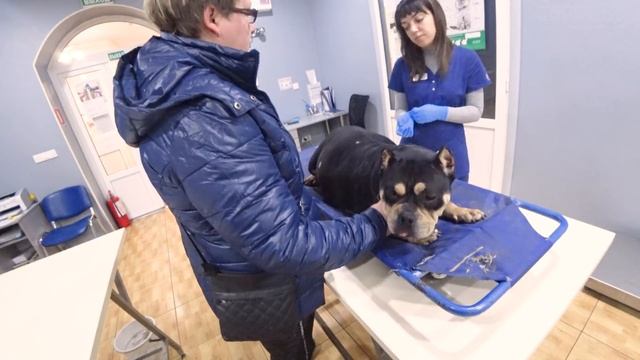 Странное поведение у беременной собаки! Мы в недоумении. Едем в клинику! смотреть онлайн