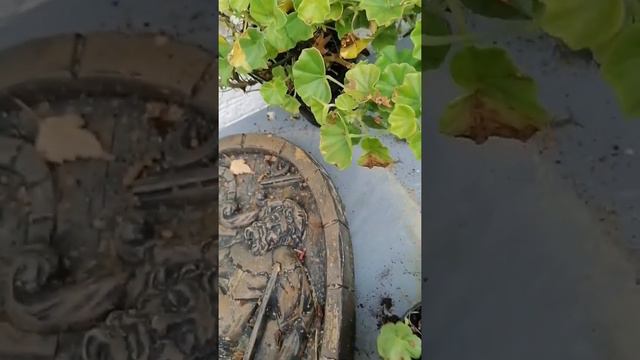 Обрез пелaргонии (герань) на зиму,Vorbereitung Pelargonie zum Winter, черенки герании после обрезк смотреть онлайн