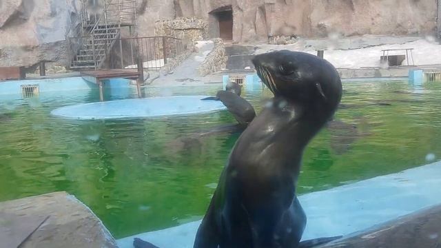 Зоопарк города Ижевск 2023 смотреть онлайн