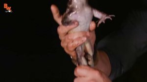 ГИГАНТСКАЯ КРИЧАЩАЯ ЛЯГУШКА - ПЯТИПАЛЫЙ СВИСТУН