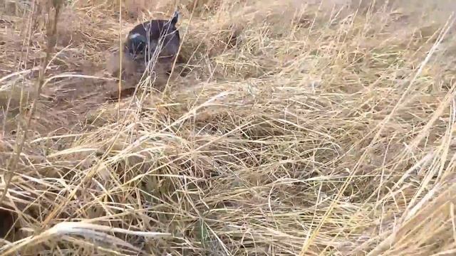 Работа дратхаара по пушному зверю смотреть онлайн