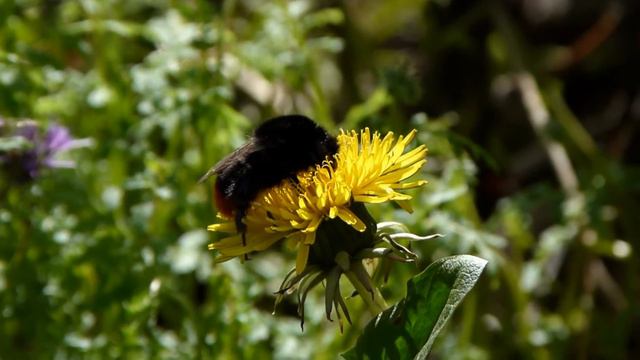 Teaser! Pretty Blonde Dandelion Saves Life of a Black Beauty Bumblebee. смотреть онлайн