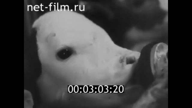 1987 г. с. Забузан колхоз Дружба Красноярский район Астраханская обл смотреть онлайн