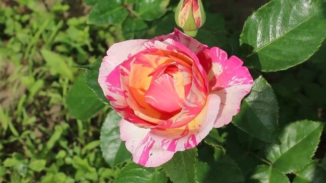 СИСТЕМА УХОДА ДЛЯ ТЕХ, КОМУ НУЖНЫ КРАСИВЫЕ И ЗДОРОВЫЕ РОЗЫ! CARE SYSTEM IF NEEDED BEAUTIFUL ROSES! смотреть онлайн
