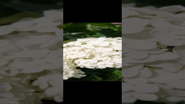 Полет шмеля.