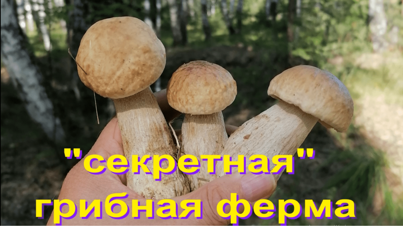 Удивительно! Полчаса - ведро отборных грибов! смотреть онлайн
