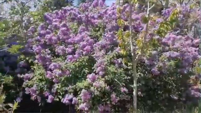 Сирень в Мером Голан апрель 2023 смотреть онлайн