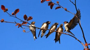 ВЕСНА ИДЕТ! Весне дорогу! с чудесной мелодией Сергея Чекалина