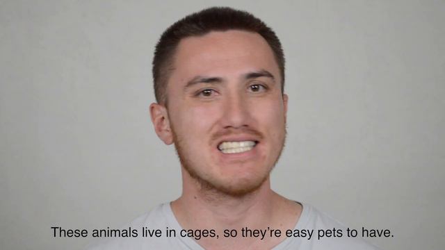 A1 English Listening Practice - Pets смотреть онлайн