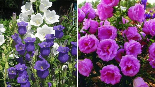 Сею эти цветы в апреле, они порадуют обильным цветением в саду смотреть онлайн