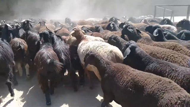 Гисарски Барань преганають Шахритуз\Старши Идибай/ смотреть онлайн