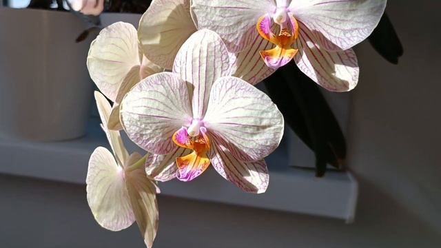 Цветение орхидей💕 Orchid blossoms смотреть онлайн