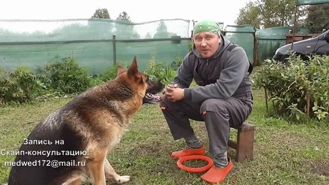 Как научить собаку давать лапу. смотреть онлайн