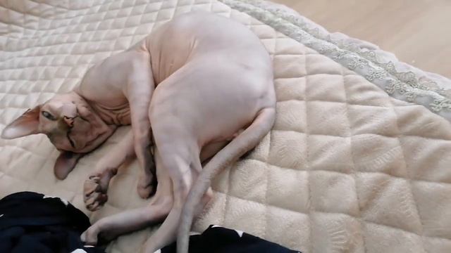 Сфинкс🐱 смотреть онлайн