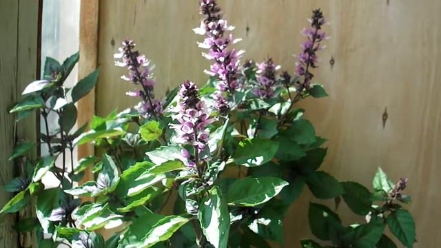 Базилик смотреть онлайн