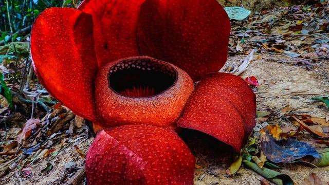 Интересные и уникальные растения мира // Interesting And Unique Plants Of The World   Часть 1.