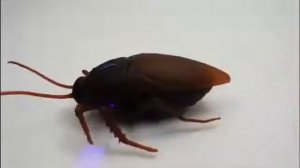 Радиоуправляемые насекомые (паук, муравей и таракан)