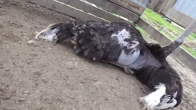 Семья Черного Африканского Страуса 5-6 лет - слаженная смотреть онлайн