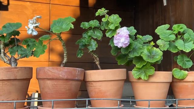 ВЛОГ ИЗ ОМСКА. 10 дней угара