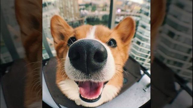 ✅Love Corgi/16.02.23 17:17 смотреть онлайн