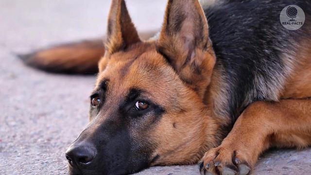 A military dog in the hospital with a wounded soldier, a touching story of dog loyalty смотреть онлайн