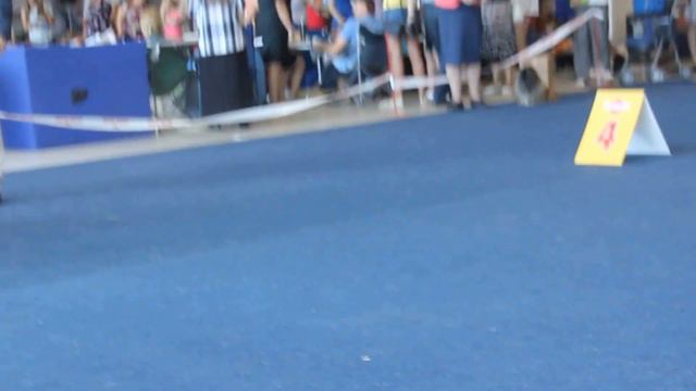 13.08.16 г.Челябинск "Уральские Зори" пекинесы (часть 2) смотреть онлайн