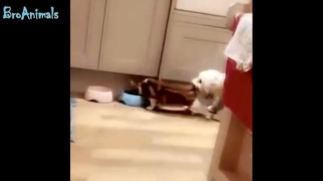 КОТЫ ПРОТИВ СОБАК приколы с животными | CATS vs DOGS fun with animals #547 смотреть онлайн