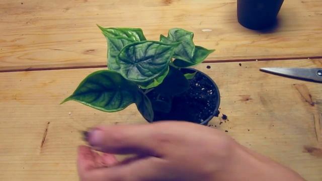 ?5 редких коллекционных растений: распаковка посылки с Каладиумами, Алоказией и Колоказией смотреть онлайн