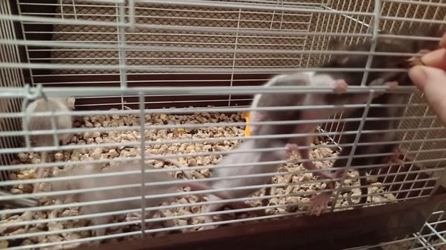 БУДНИ МОИХ ПИТОМЦЕВ. КОРМЛЮ КРЫСОК ЯБЛОКОМ :) смотреть онлайн