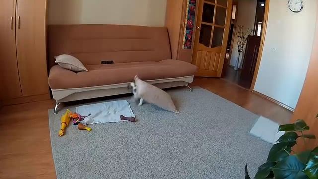 Щенка Джек Рассела оставили одного дома. Jack Russell Terrier puppy home alone смотреть онлайн