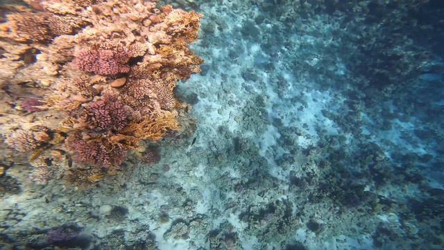 The reef of the Savoy Sharm El Sheikh Hotel, December, 2023 (Риф отеля Савой Шарм-эль-Шейх). смотреть онлайн