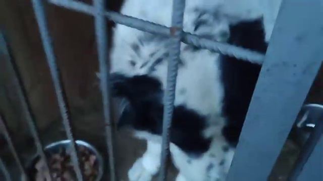 Алабай Аман и весёлые старты) Приют для животных Сириус в Киевской области. #алабай #приютдлясобак смотреть онлайн