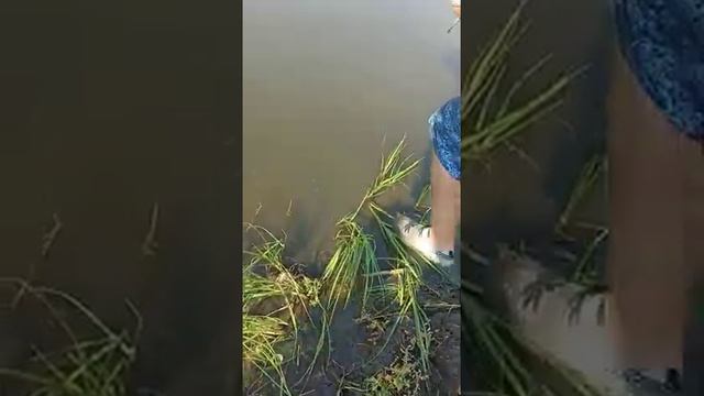 Рыбалка на Зеленёвском пруду Аннинского района Воронежской области