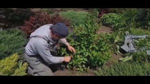 Формировка куста Вейгелы в виде шара