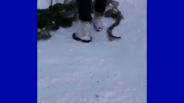 Две Рыси в Белой Холунице съели собаку в жилой зоне смотреть онлайн