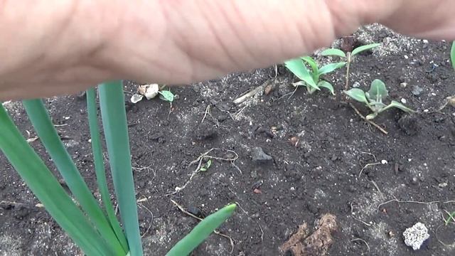 лук репчатый,проблемы. смотреть онлайн