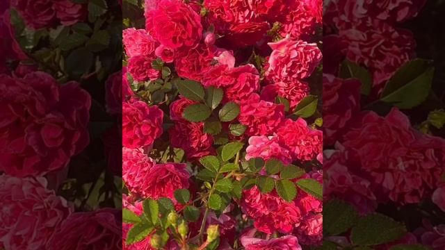 Роза Эксцельза,Excelsa (Red Dorothy Perkins),США,1908 #плетистаяроза смотреть онлайн