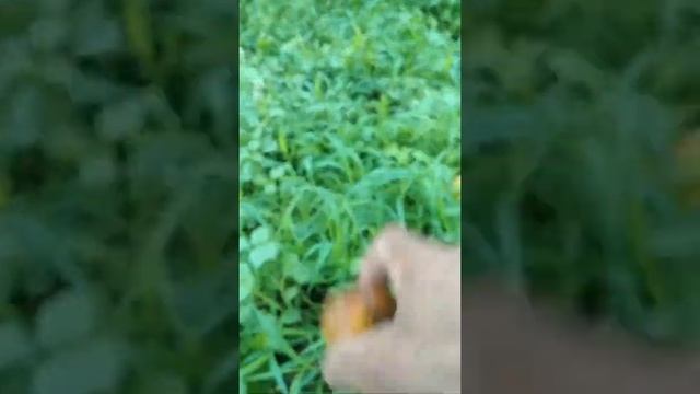 Абрикосы 2022г.