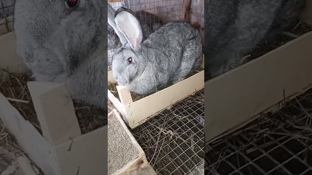 Великаны на 24 год. Как без них? С наступающим. 🦕 смотреть онлайн